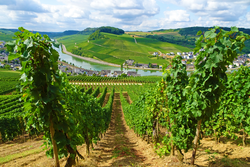 pic_MOSEL- und EIFELSTEIG